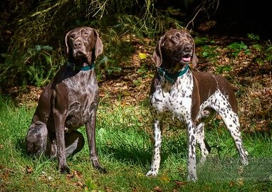 German Shorthaired Pointer dogs for sale in Saint Austell - Advert 1