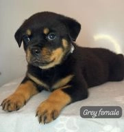 Rottweiler dogs for sale in Wolverhampton - Advert 8