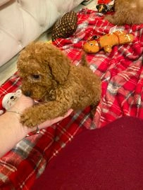 Miniature Poodle dogs for sale in Nantwich - Advert 3