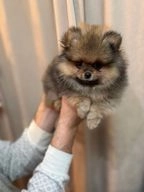 Pomeranian dogs for sale in Rugby - Advert 1