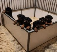 Rottweiler dogs for sale in Leicester - Advert 10