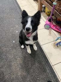 Border Collie dogs for sale in Wisbech - Advert 2