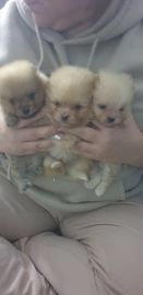 Pomeranian dogs for sale in Maryport - Advert 2