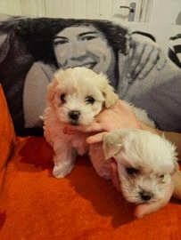 Bichon Frise dogs for sale in Barking - Advert 5