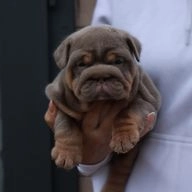 English Bulldog dogs for sale in Swindon - Advert 3