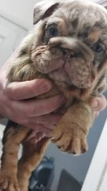 English Bulldog dogs for sale in Liverpool - Advert 3