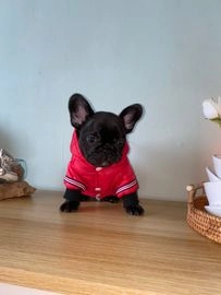 French Bulldog dogs for sale in Leicester - Advert 9