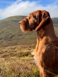 Hungarian Vizsla dogs for stud in Inverness - Advert 12