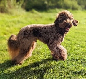 Cockapoo dogs for stud in Manchester - Advert 2