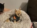 Chihuahua dogs for sale:  ❤️Ready Now K.C longcoat pups and K.C Tiny Boy ❤️ in Buckingham - Image 11