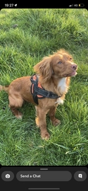 Cocker Spaniel dogs for sale in Gateshead - Advert 1