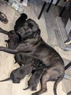 Cane Corso dogs for sale in Wellingborough - Advert 14