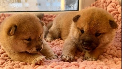 Japanese Shiba Inu dogs for sale in Bicester - Advert 6