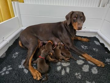 Dobermann dogs for sale in Pontypool - Advert 8