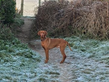 Hungarian Vizsla dogs for stud in Llantwit Major - Advert 7