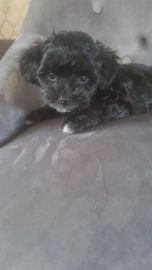 Maltipoo dogs for sale in Doncaster - Advert 5