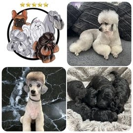 Miniature Poodle dogs for sale in Wigan - Advert 16