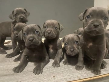 Cane Corso dogs for sale in Ashton-under-Lyne - Advert 2