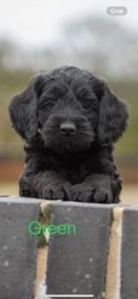 Cockapoo dogs for sale in Shrewsbury - Advert 12