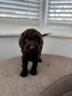 Cockapoo dogs for sale in Wirral - Advert 15