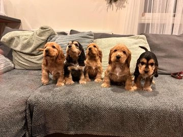 Cocker Spaniel dogs for sale in Reading - Advert 5