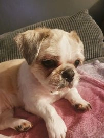 Shih Tzu dogs for sale in Wolverhampton - Advert 11