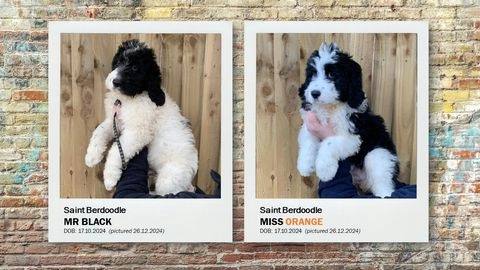 Saint Bernard dogs for sale in Stafford - Advert 4