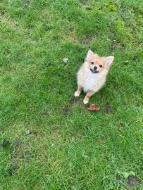 Pomeranian dogs for sale in Stoke-on-Trent - Advert 5