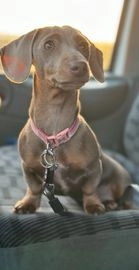 Miniature Dachshund dogs for sale in Droitwich - Advert 2