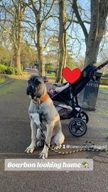 Cane Corso dogs for sale in Wolverhampton - Advert 16