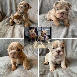 English Bulldog dogs for sale in Oldbury - Advert 15