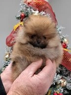 Pomeranian dogs for sale in Bristol - Advert 6