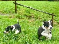 Border Collie dogs for sale in Machynlleth - Advert 1