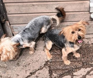 Yorkshire Terrier dogs for sale in Northwich - Advert 12