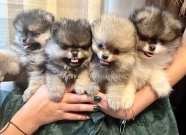 Pomeranian dogs for sale in Bradford - Advert 5