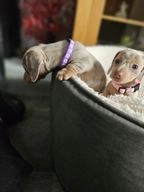 Miniature Dachshund dogs for sale in Worcester - Advert 1