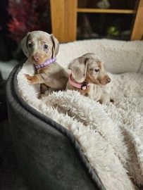 Miniature Dachshund dogs for sale in Worcester - Advert 1