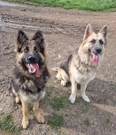 German Shepherd dogs for sale in Wisbech - Advert 1