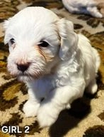 Maltipoo dogs for sale in Oldbury - Advert 3