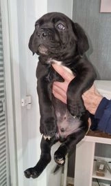 Cane Corso dogs for sale in London - Advert 3