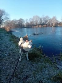 Japanese Shiba Inu dogs for sale in Telford - Advert 1