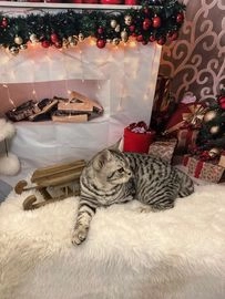 British Shorthair cats for sale in Luton - Advert 14