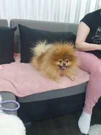 Pomeranian dogs for sale in Leicester - Advert 13