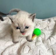 British Shorthair cats for sale in Basildon - Advert 15