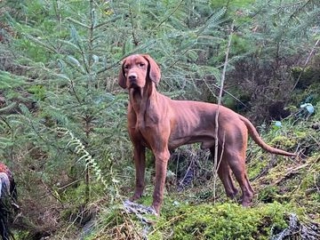 Hungarian Vizsla dogs for stud in Knighton - Advert 1