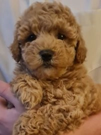 Maltipoo dogs for sale in Wolverhampton - Advert 16