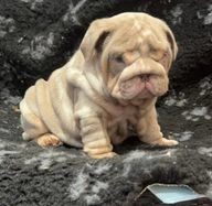 English Bulldog dogs for sale in Wallasey - Advert 8