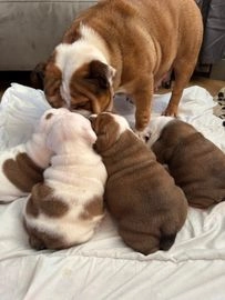 English Bulldog dogs for sale in Liverpool - Advert 5