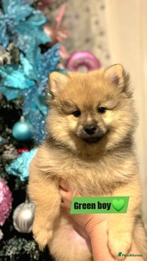 Pomeranian dogs for sale: Teddy bear pomeranian puppies  in Bolton - Image 3