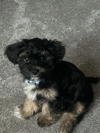 Shih Tzu dogs for sale in Macclesfield - Advert 1